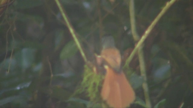 Индокитайская райская мухоловка [группа affinis] - ML201703241