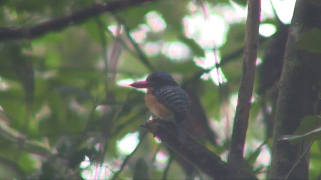 Banded Kingfisher (Black-faced) - ML201703301