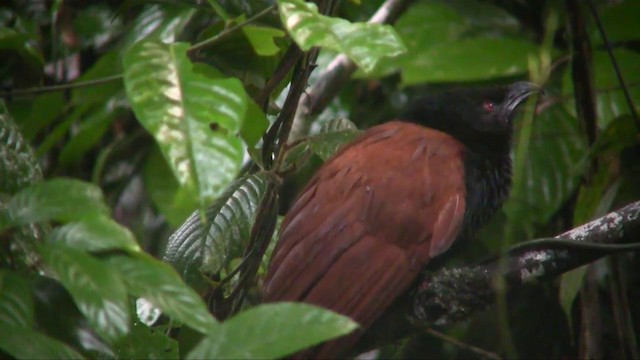 Grand Coucal (groupe sinensis) - ML201703361