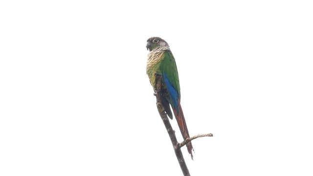 Green-cheeked Parakeet - ML201703481