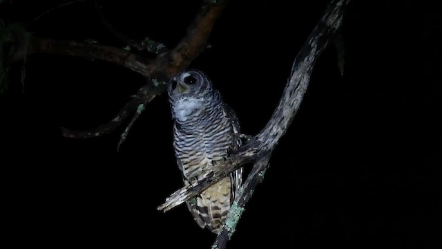 Chaco Owl - ML201703581