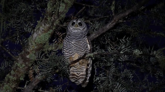 Chaco Owl - ML201703591