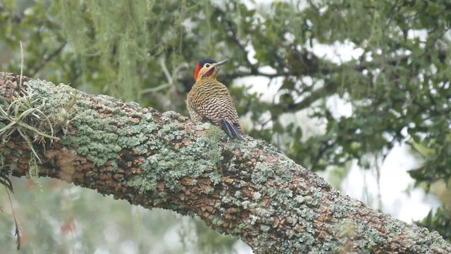 Green-barred Woodpecker (Golden-breasted) - ML201703661