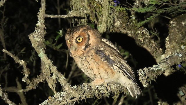 Montane Forest Screech-Owl - ML201703701