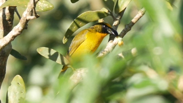 Thick-billed Euphonia (Thick-billed) - ML201703821