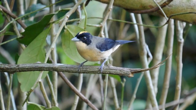 Black-goggled Tanager - ML201703881