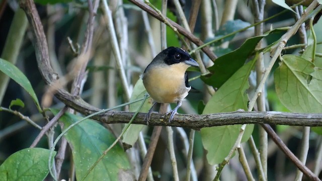 Black-goggled Tanager - ML201703891