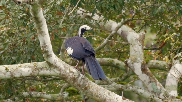 White-throated Piping-Guan - ML201703961