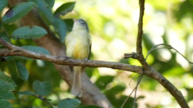 Yellow-olive Flatbill (Mato Grosso) - ML201703991