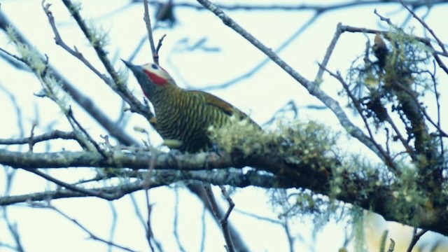 Golden-olive Woodpecker (Golden-olive) - ML201704041