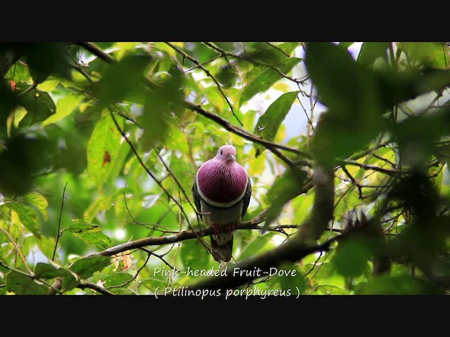 Розовоголовый фруктовый голубь - ML201704611