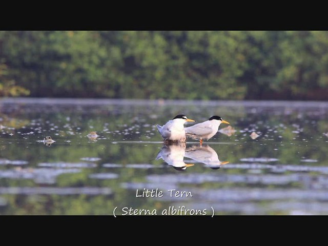 Little Tern - ML201704651