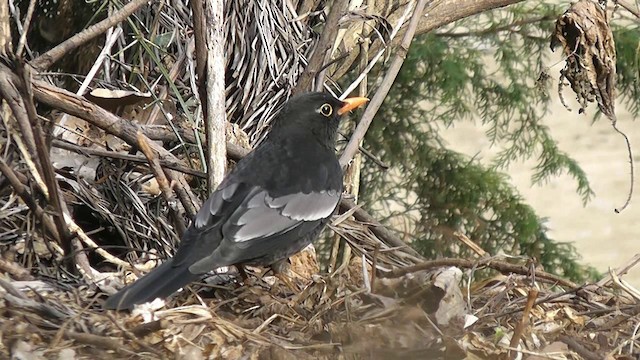 Gray-winged Blackbird - ML201704781