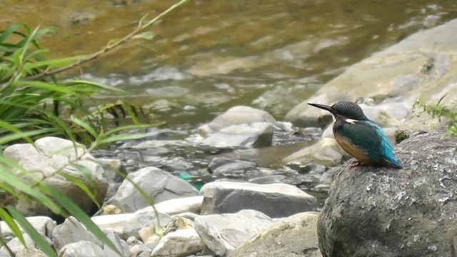 Common Kingfisher - ML201704911