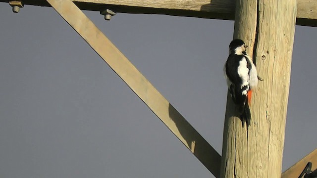 Syrian Woodpecker - ML201705071