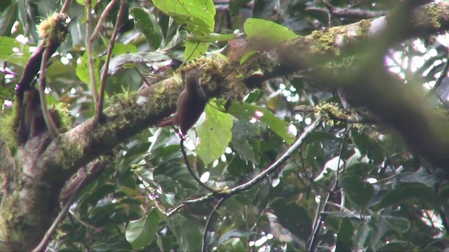 Spot-crowned Woodcreeper (Southern) - ML201705401