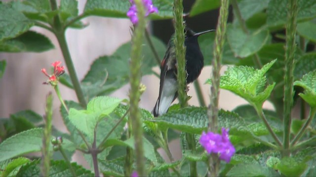Black-bellied Hummingbird - ML201705411