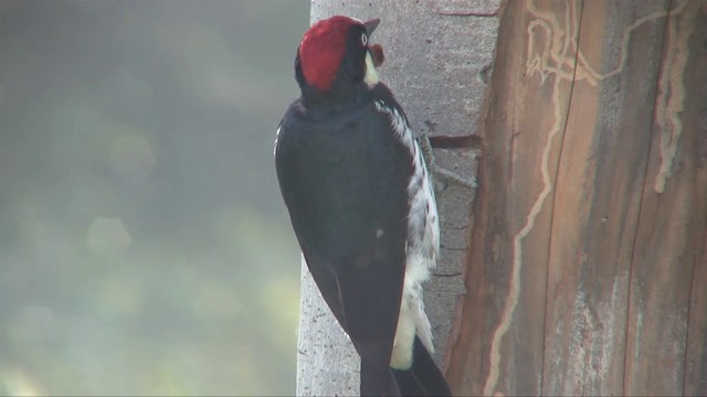 Acorn Woodpecker (Acorn) - ML201705471