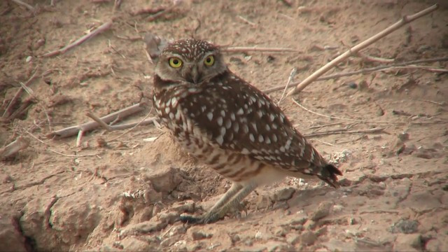 Burrowing Owl (Western) - ML201705501