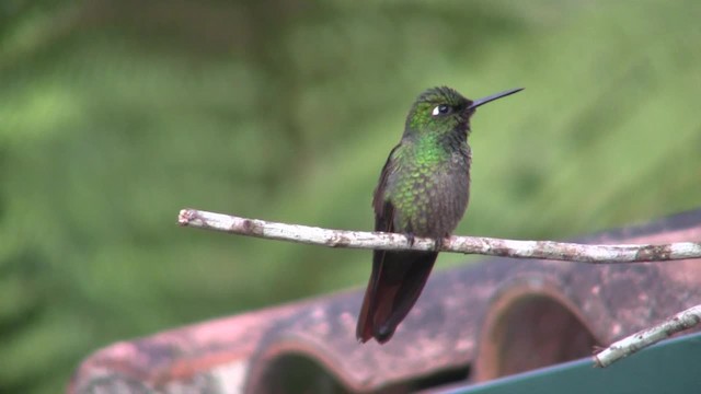 kolibřík brazilský - ML201705711