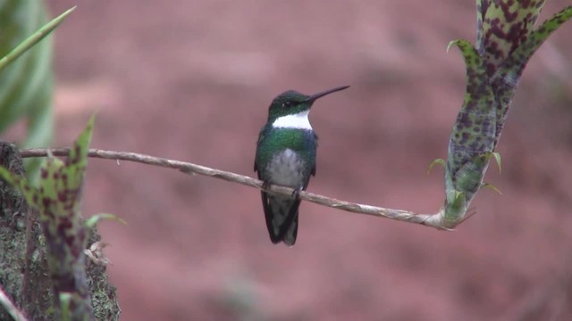 White-throated Hummingbird - ML201705811