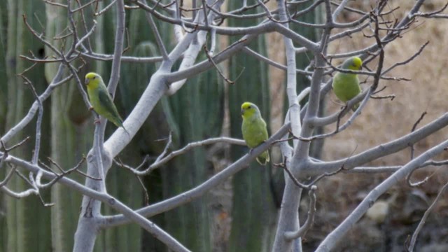 Yellow-faced Parrotlet - ML201706061