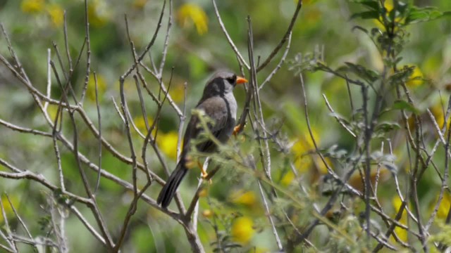 Gray-winged Inca-Finch - ML201706071