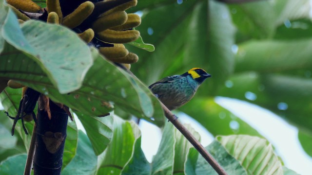Saffron-crowned Tanager - ML201706301