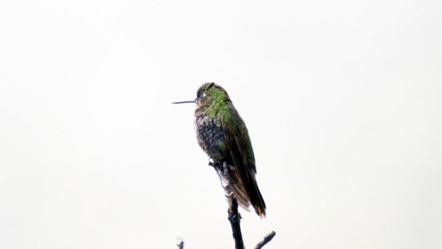 kolibřík šupinkatý - ML201706331