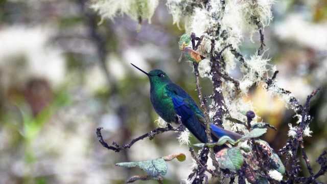 kolibřík modrokřídlý - ML201706341