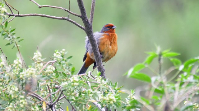  - Cochabamba Mountain Finch