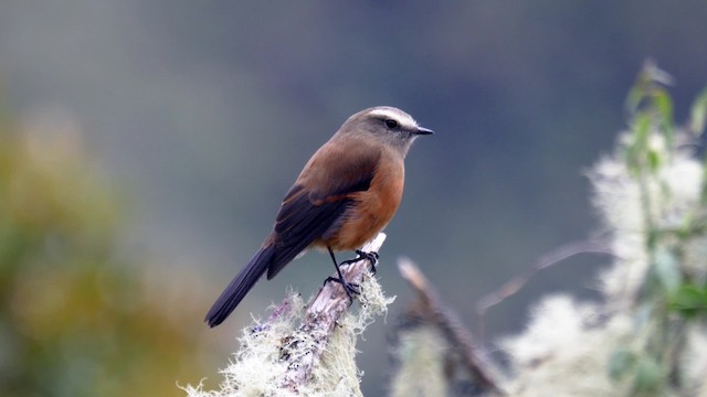 Brown-backed Chat-Tyrant - ML201706381