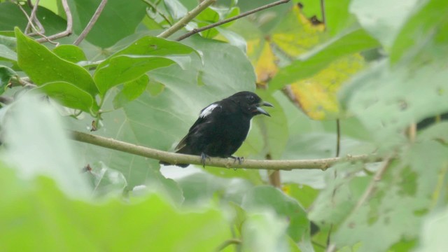 White-shouldered Tanager - ML201706411