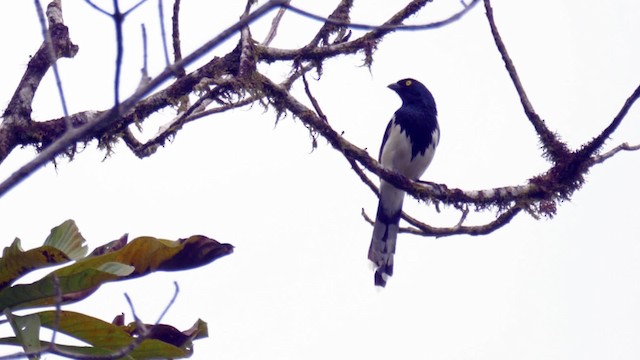 Magpie Tanager - ML201706521
