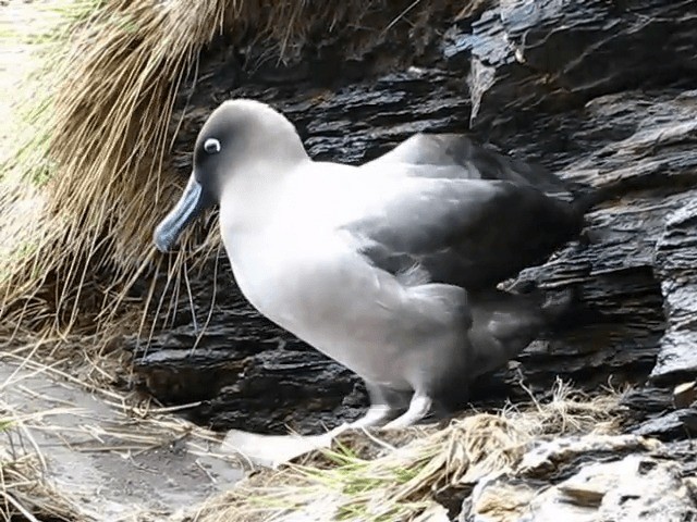  - Light-mantled Albatross