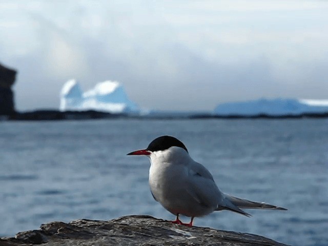 Antarctic Tern (South Georgia) - ML201706831