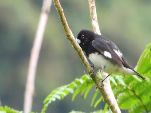 Black-and-white Seedeater - ML201706991