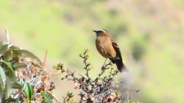 Brown-backed Chat-Tyrant - ML201707191