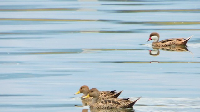 Yellow-billed Pintail (South American) - ML201707281