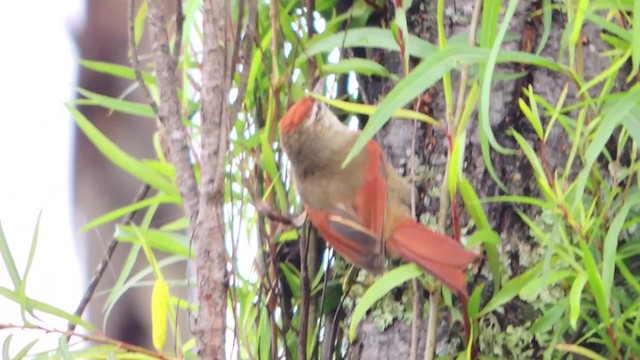 Line-cheeked Spinetail (Line-cheeked) - ML201707571