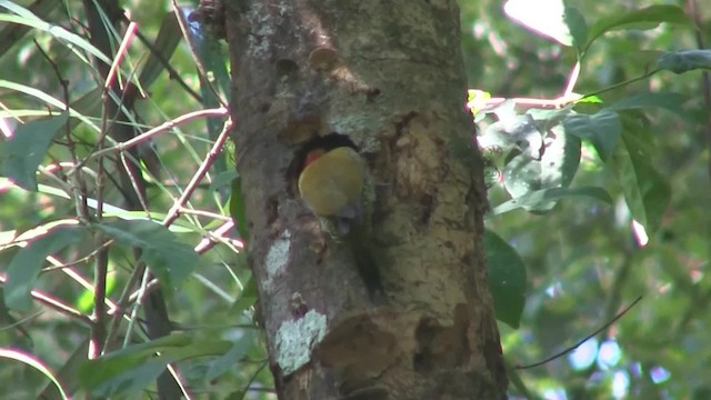 Yellow-throated Woodpecker - ML201707621
