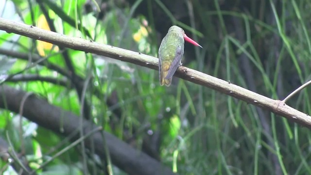 Gilded Hummingbird - ML201707651