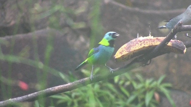 Green-headed Tanager - ML201707661