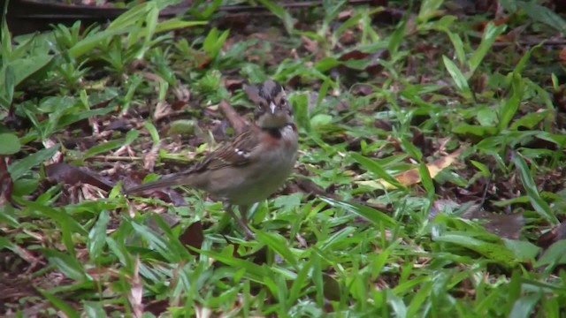 Rufous-collared Sparrow (Rufous-collared) - ML201707761