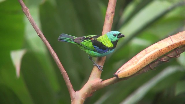 Green-headed Tanager - ML201707831