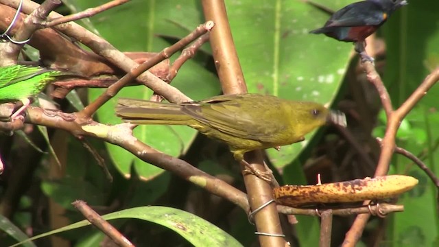 Olive-green Tanager - ML201707851