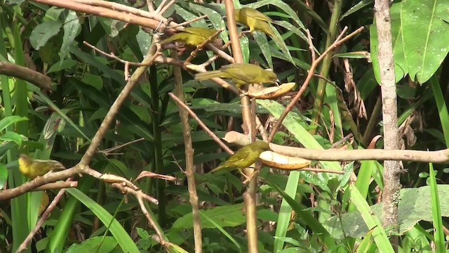 Olive-green Tanager - ML201707861