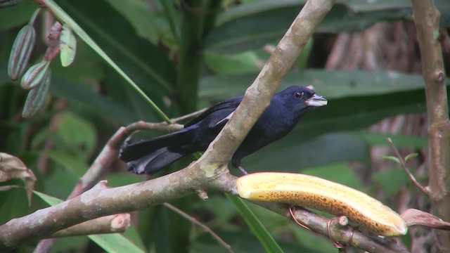 Ruby-crowned Tanager - ML201707881