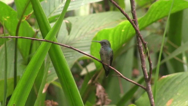 kolibřík pestrý [skupina versicolor] - ML201707921