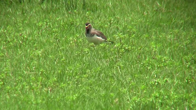 Spot-breasted Lapwing - ML201708001